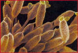 kanker-candida